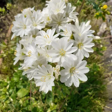 Mariza Апартаменты *