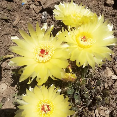 Mariza Апартаменты Пула