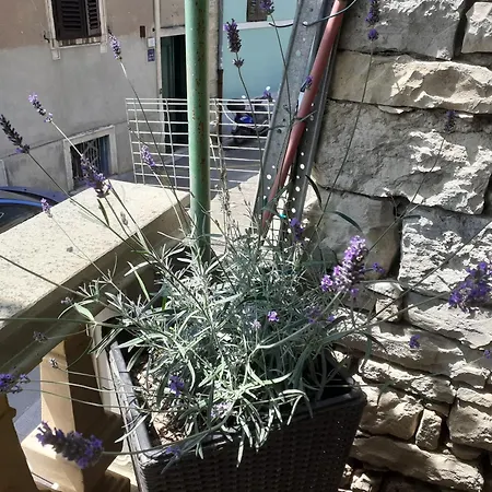 Mariza פולה