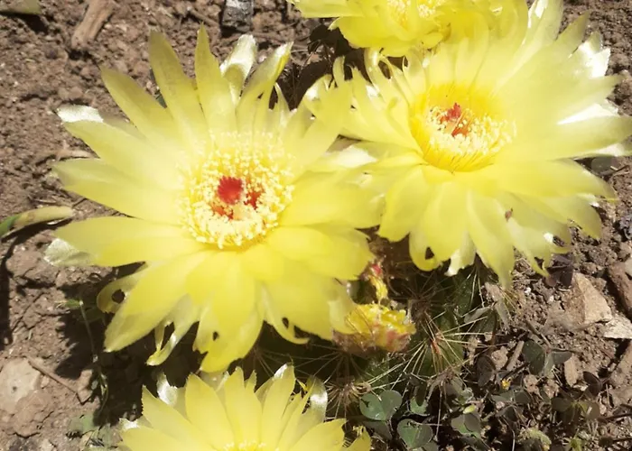 Mariza 아파트 풀라